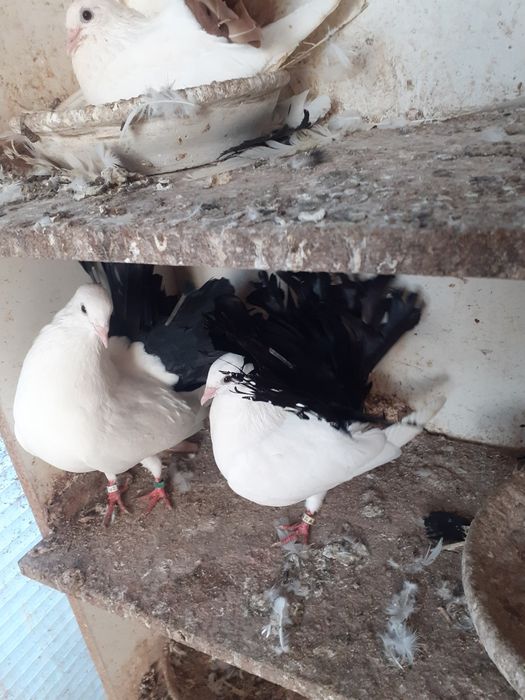 Gołebie pawiki ozdobne