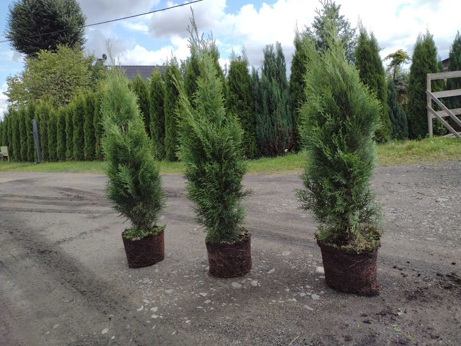 Tuja szmaragd w doniczce 7,5L wysokość 80-100 cm PROMOCJA