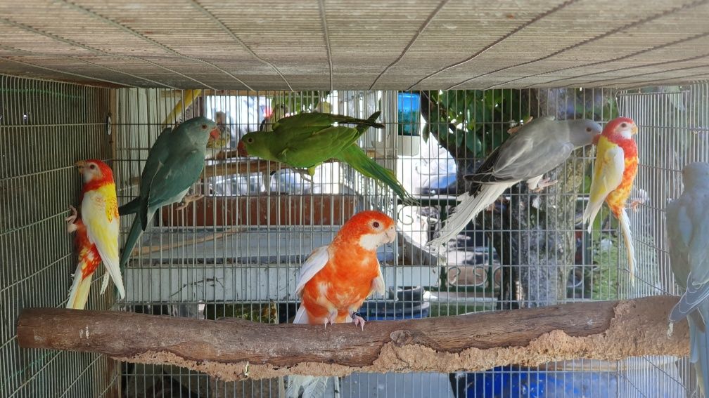 Ring neck, aratingas sol, roselas, agapornis, bourkes, periquitos aust