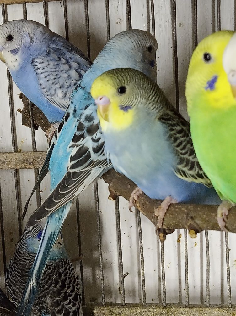 Волнистые попугаи малыши