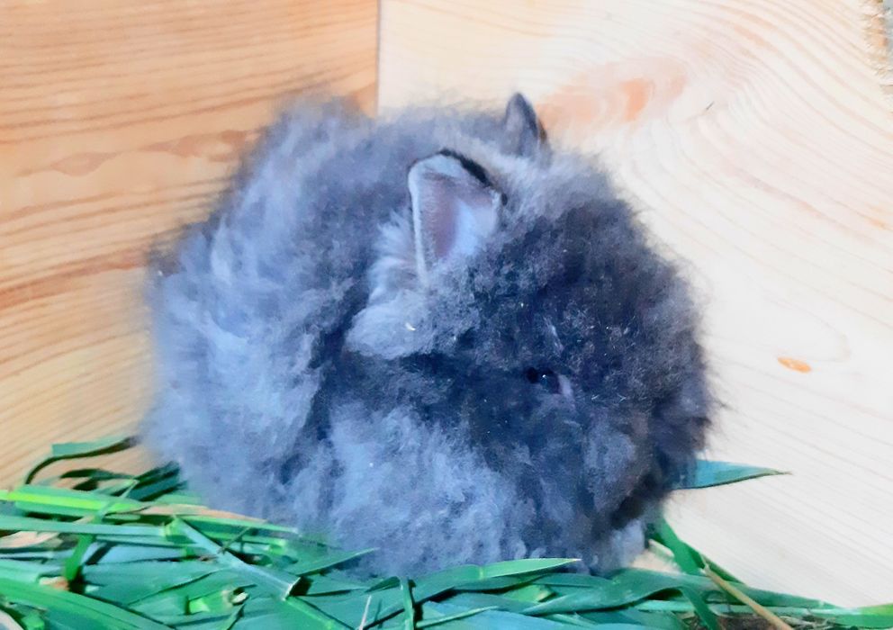 Карликовий міні кролик ангорський