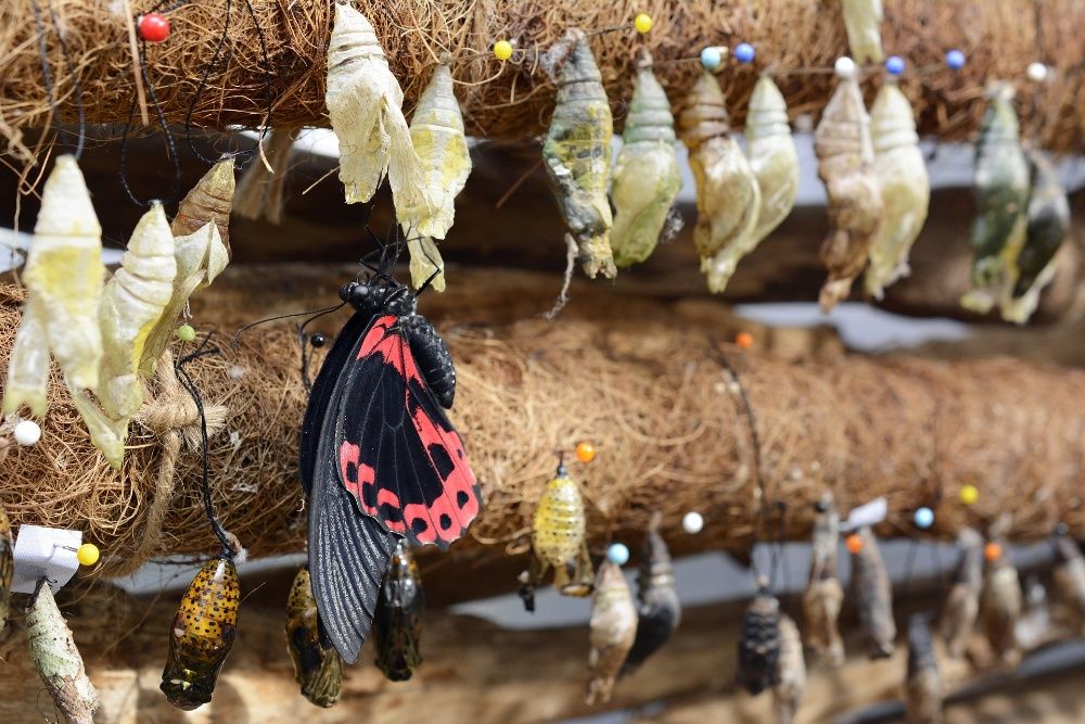 Бабочкарий - домашняя ферма бабочек - куколки бабочек.