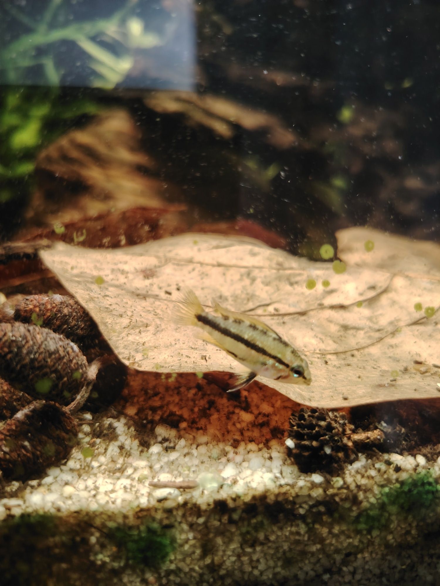 Casal Apistogrammas trifasciata