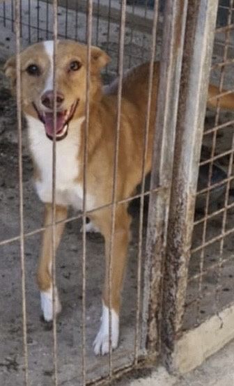 Cadela para adoção