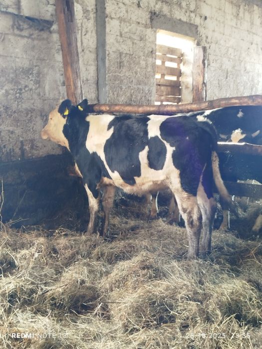 Sprzedam jałówkę simental