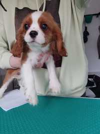 Cavalier King Charles spaniel suczka blenheim ZKwP FCI