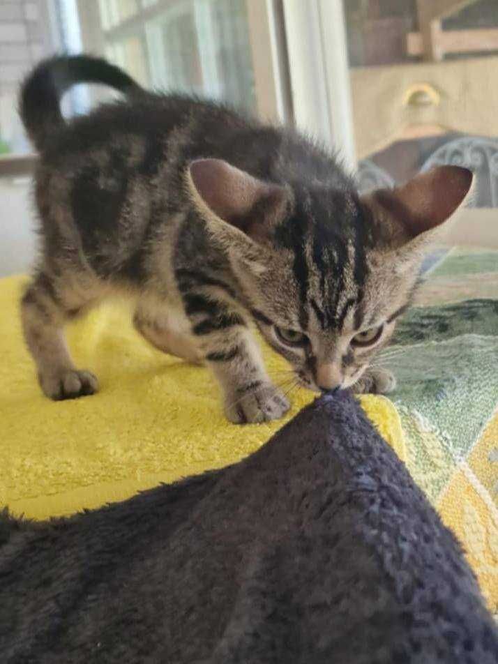GATINHOS BEBÉS - Para Adoção