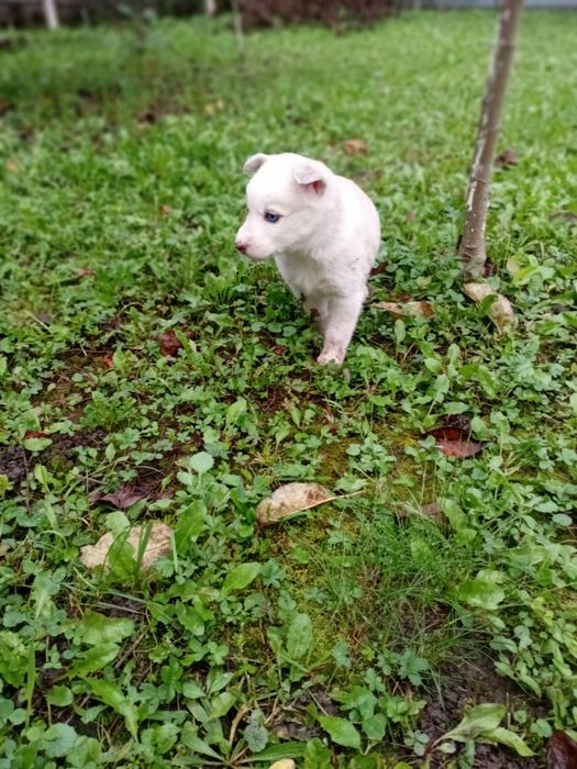 Хаскі цуценята шукають люблячих господарів