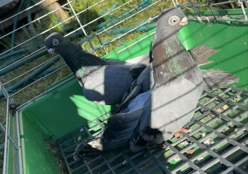 Zamojskie, para niebieskich.