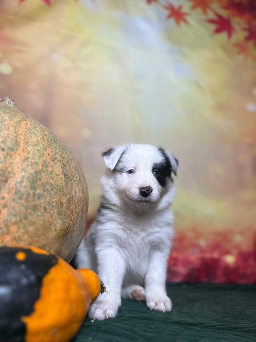 pies Border Collie ZKwP(FCI) szczeniak blue-merle