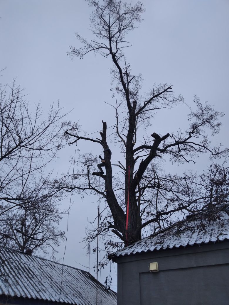 Зрізаємо дерева, гілки над проводами.