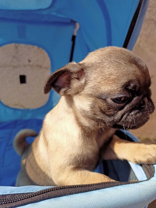 Pug Carlin lindo