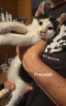 Kociaki do adopcji
