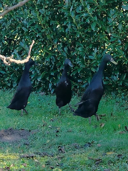 Kaczki biegusy 90 zl