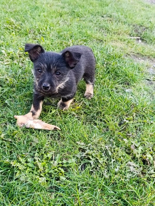 "oddam za darmo" pieska i suczke