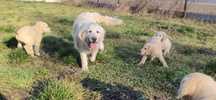 Golden retriever pies chłopak biszkopt
