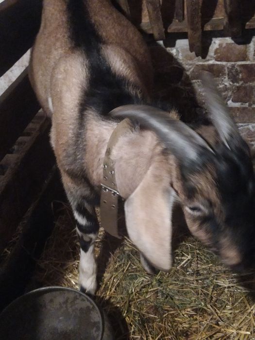 Домашні тварини, кози