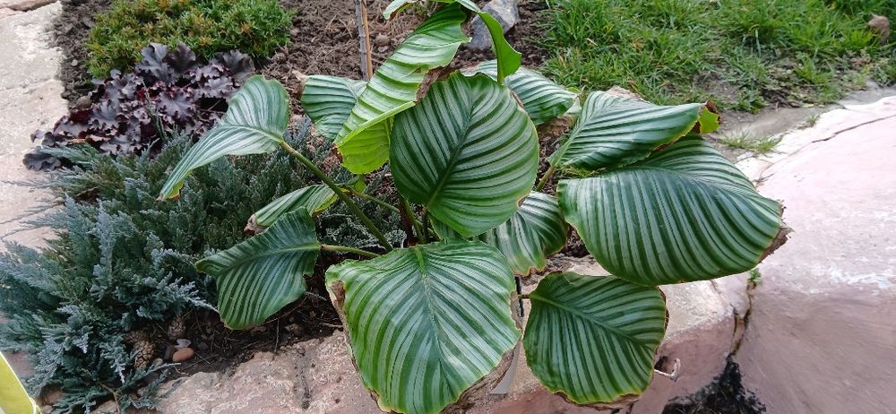 Калатея Орбіфолія