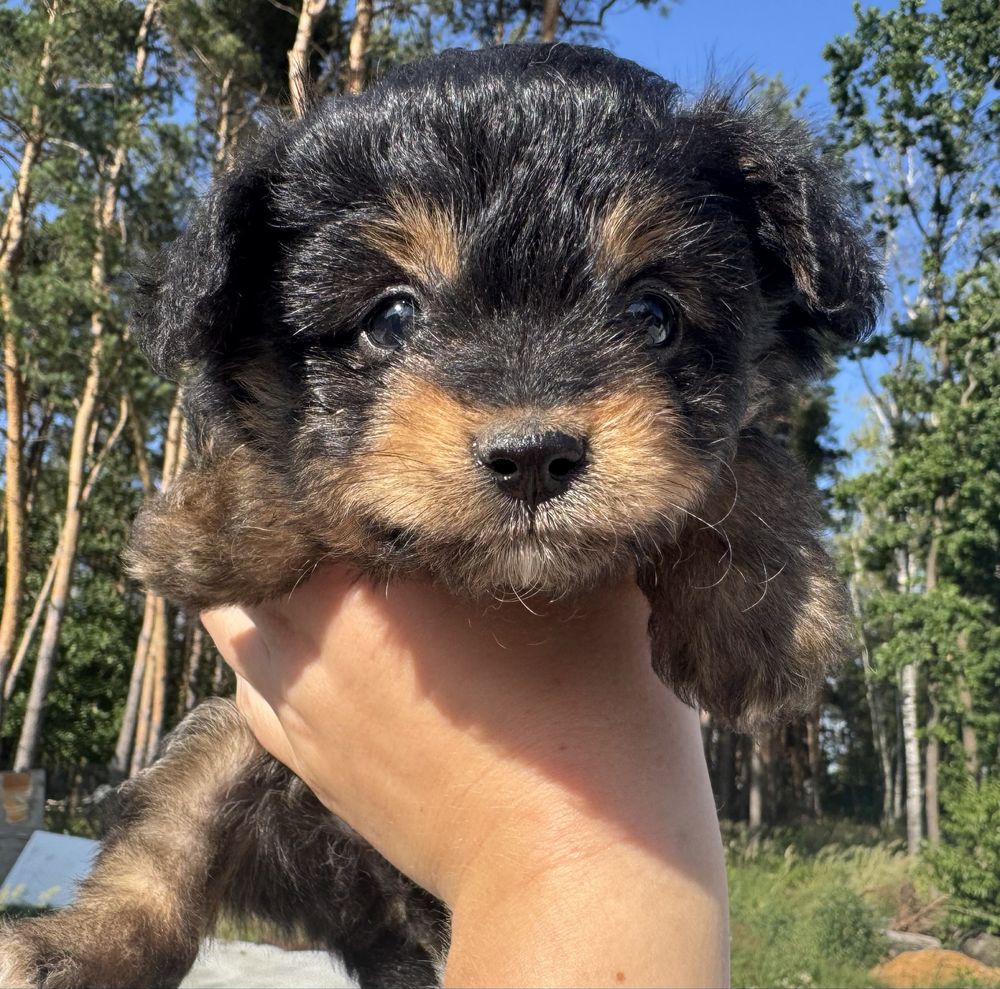 Pomapoo pudel miniaturowy pomeranian