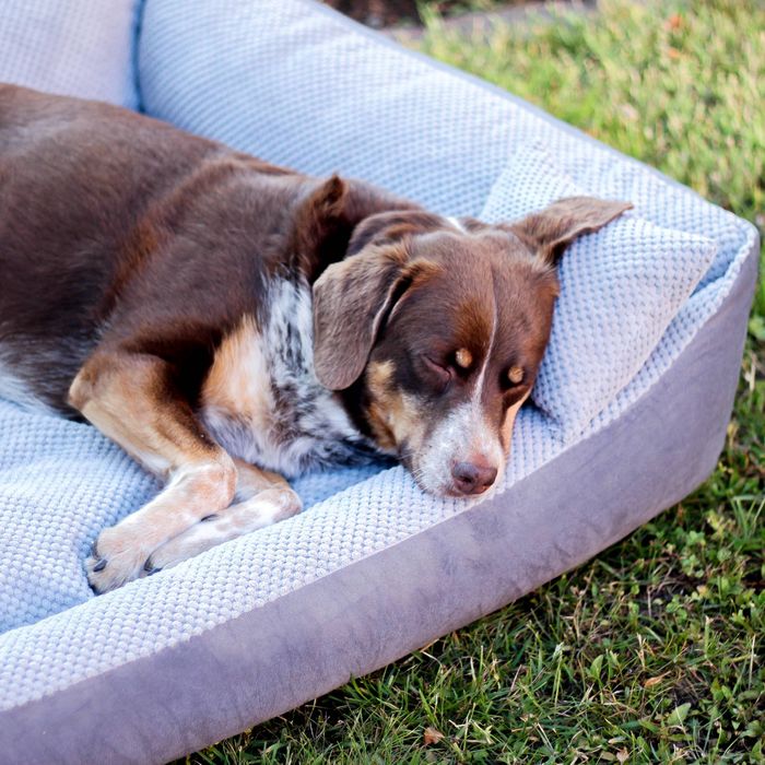 Przytulne legowisko dla psa TEO (100x80 cm, Szary)