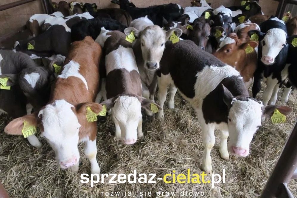 Byczki POLSKIE żarłaki odsadki cielęta cielaki mięsne jałówki sprzedam