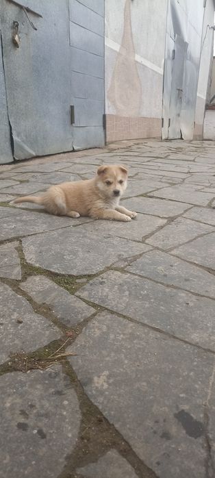 Віддамо чудових цуценят в хороші руки