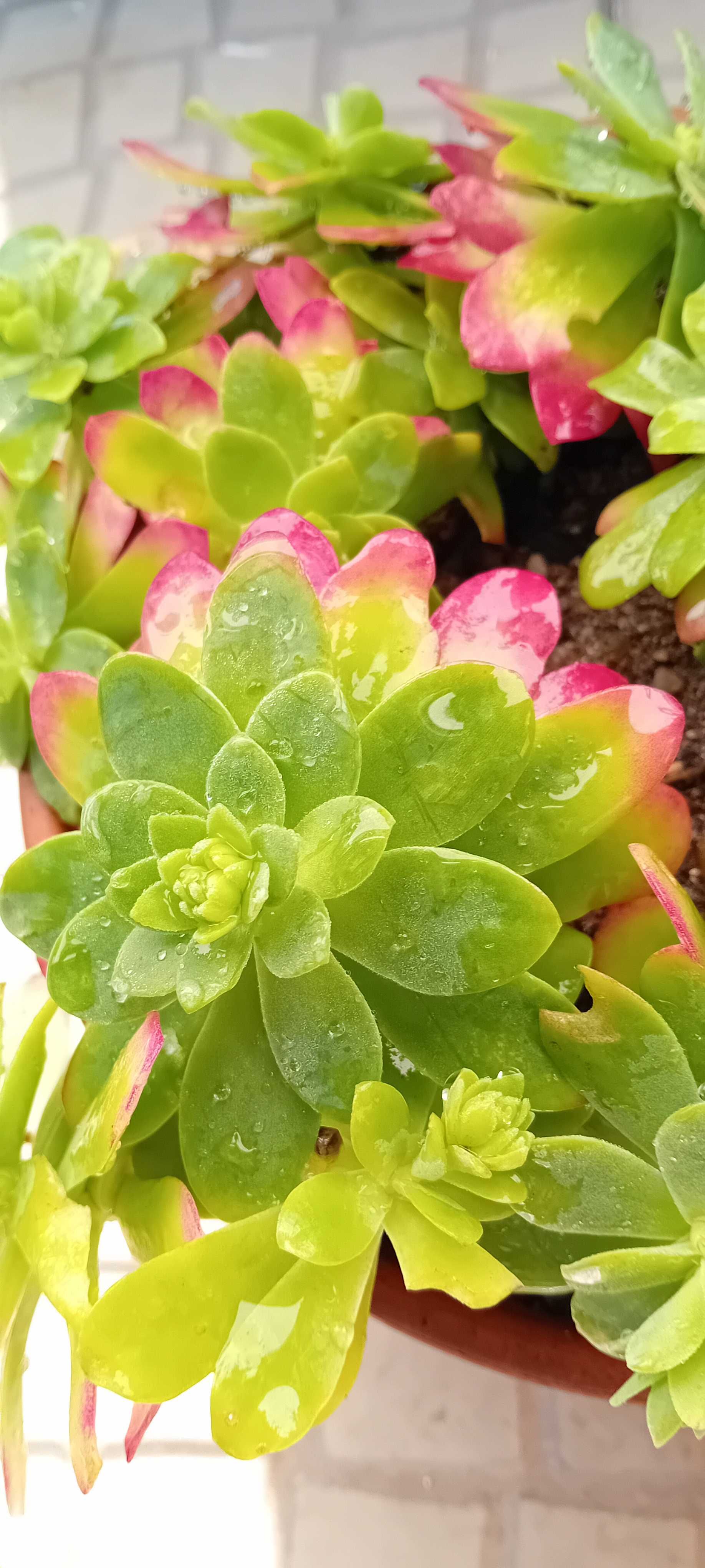 Suculenta em vaso de barro