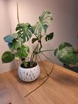 Monstera Deliciosa