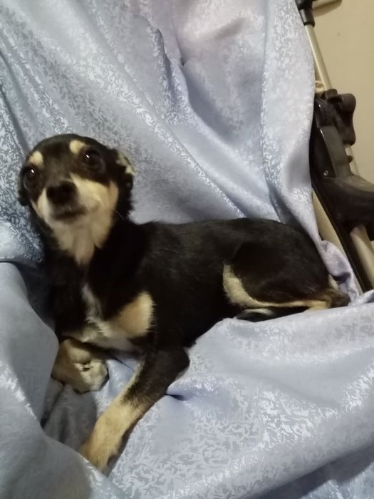 Безкоштовно!!! Терміново!!! Собака