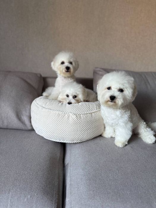 Професійний розплідник Бішон Фрізе