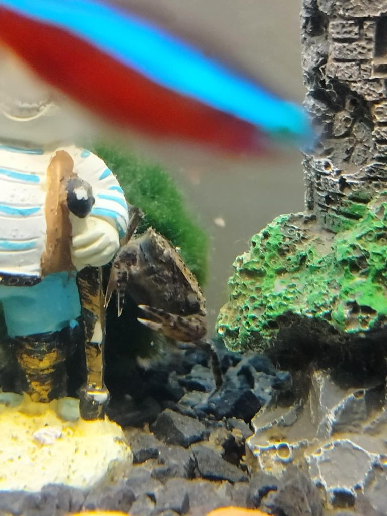 Krab wodny mekhong rezerwacja do soboty