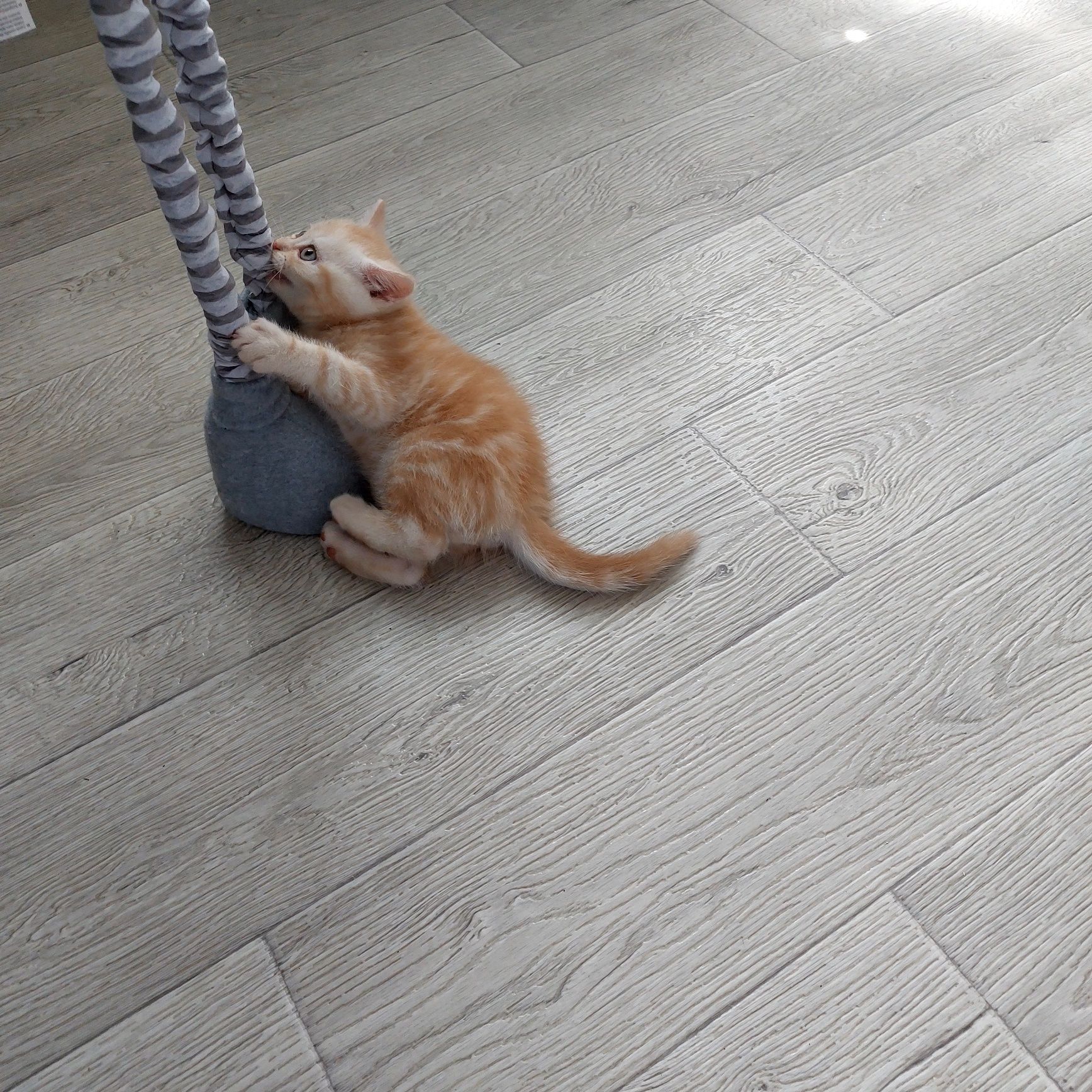 Шотландские котята Скоттиш Фолд.Скоттиш Страйт