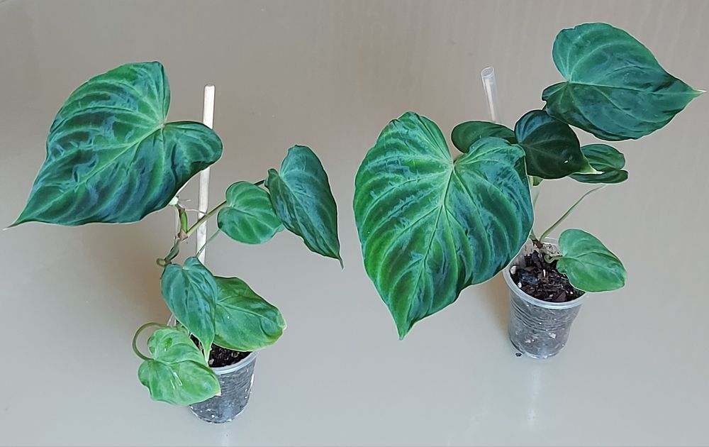 Філодендрон біллітае оренж, мінарум, маска, радіатум, Мамей, бородавча