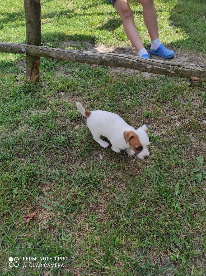 Jack Russell terrier