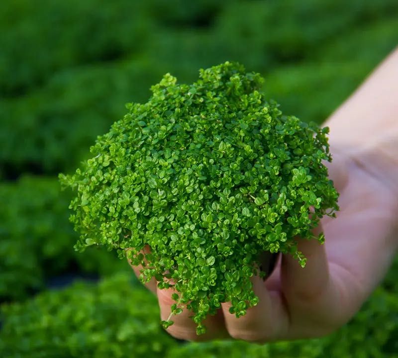 Hemianthus 'Cuba' - Oportunidade