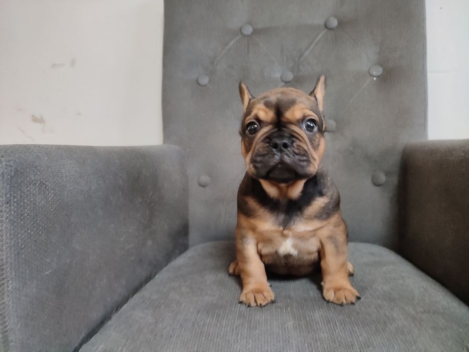 Buldog francuski