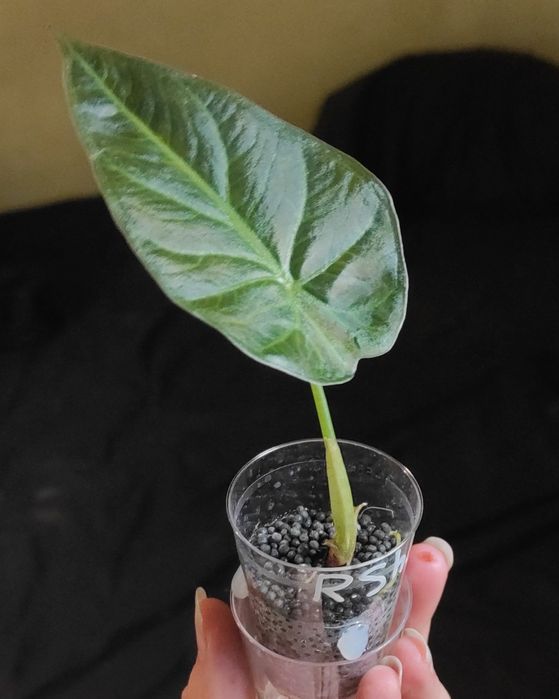Alocasia Regal Shields