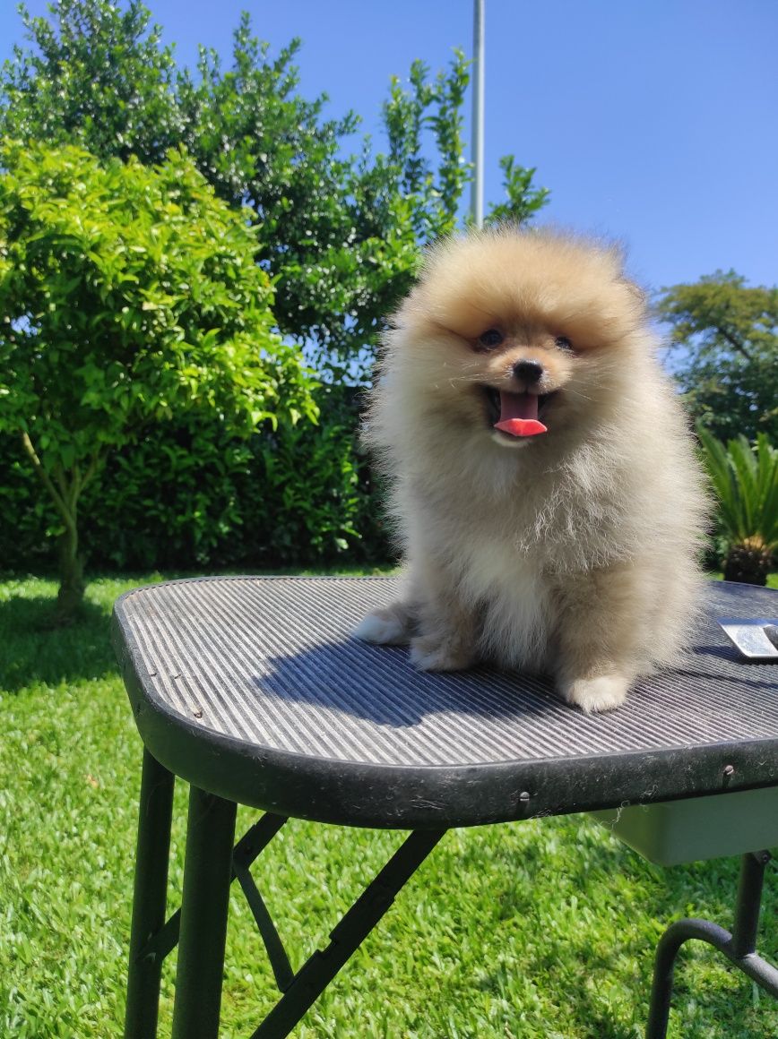 Fantástico Spitz anão com Lop.