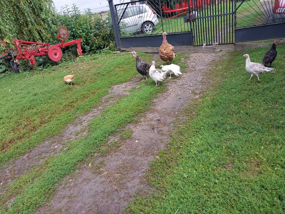 Sprzedam  Indyczke i indyka