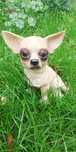 Pies. Duża figurka psa Chihuahua 25 cm!