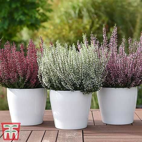 Jardineiro para trabalhos de ...jardinagem