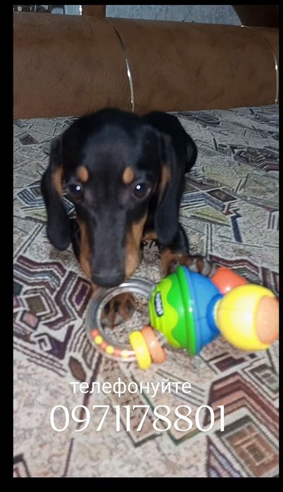 Вік три місяці вага 2.5 кілограми буде кроль дівчинка такса.