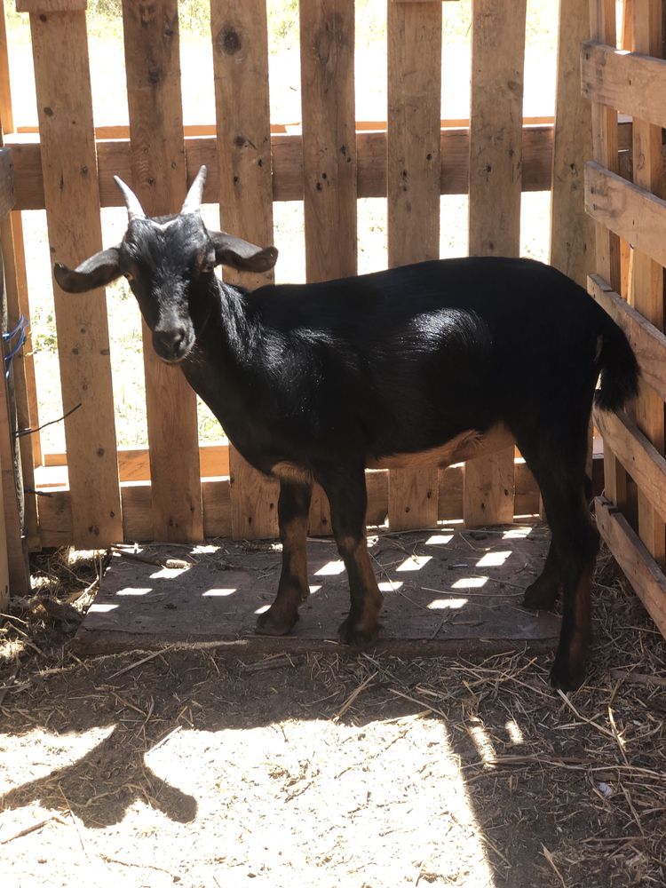 Vendo Cabras anãs