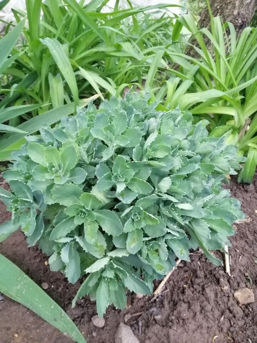 Продам шикарні квіти седум!