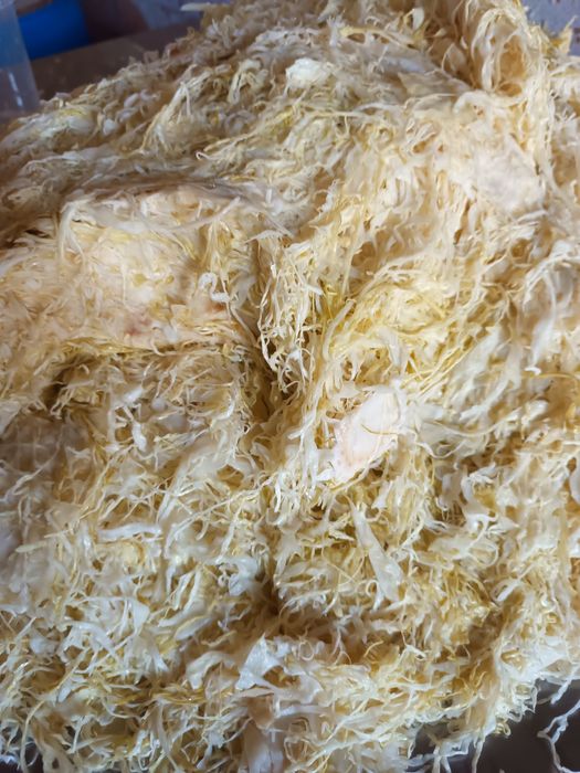 Kapusta kiszona naturalnie