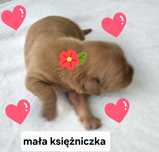 GOLDEN RETRIEVER FCI ZKWP szczenię 100% linia amerykańska