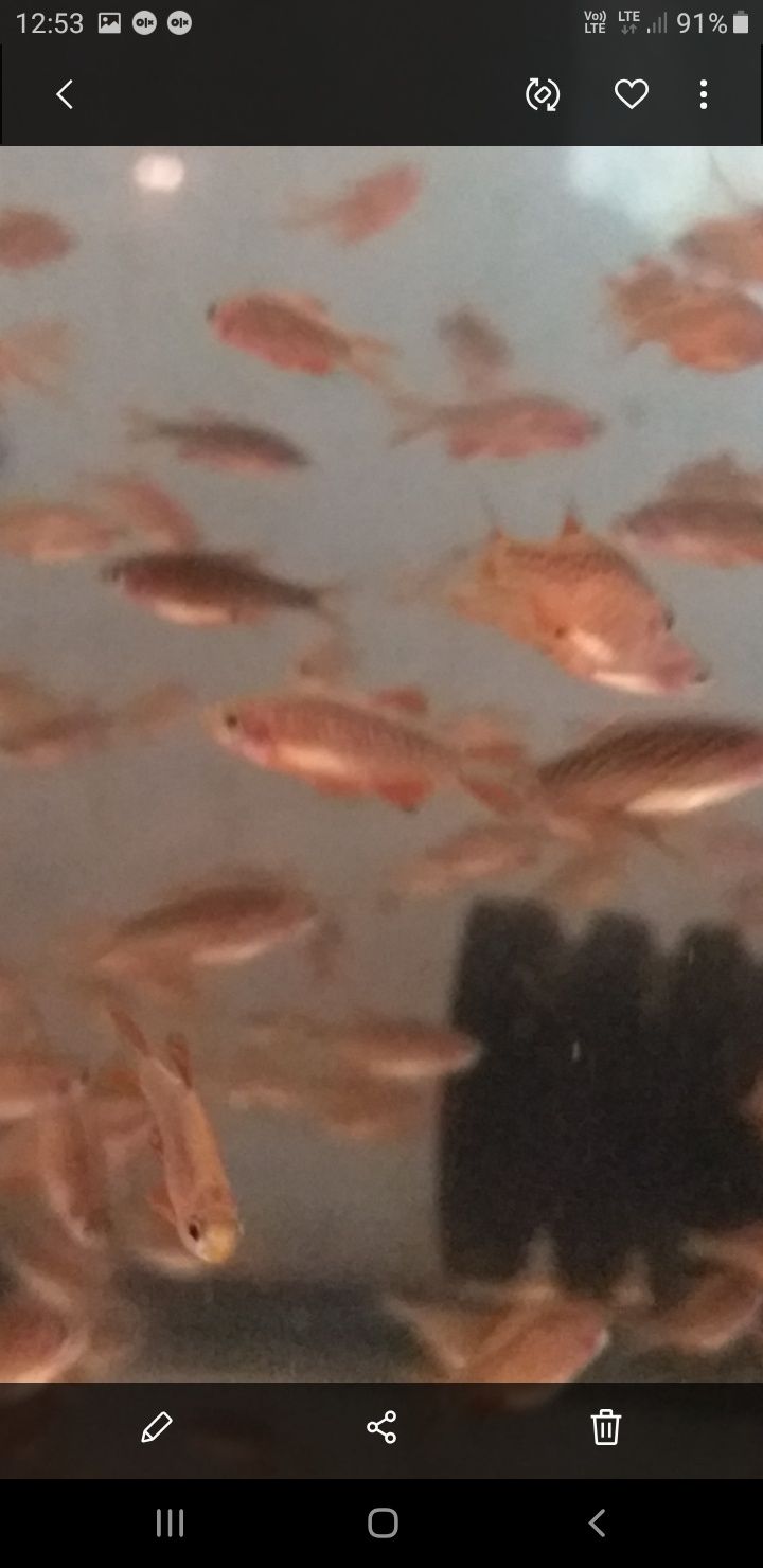 Danio perłowe (razbora Galaxy)