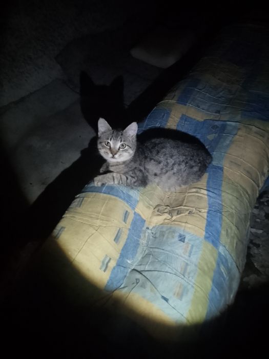 Маленький до 2х міс кошеня хлопчик