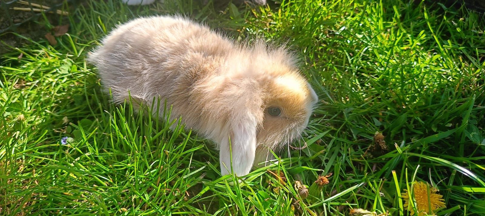 Baranki Teddy,mini lop, rex baranki francuskie miniaturowe