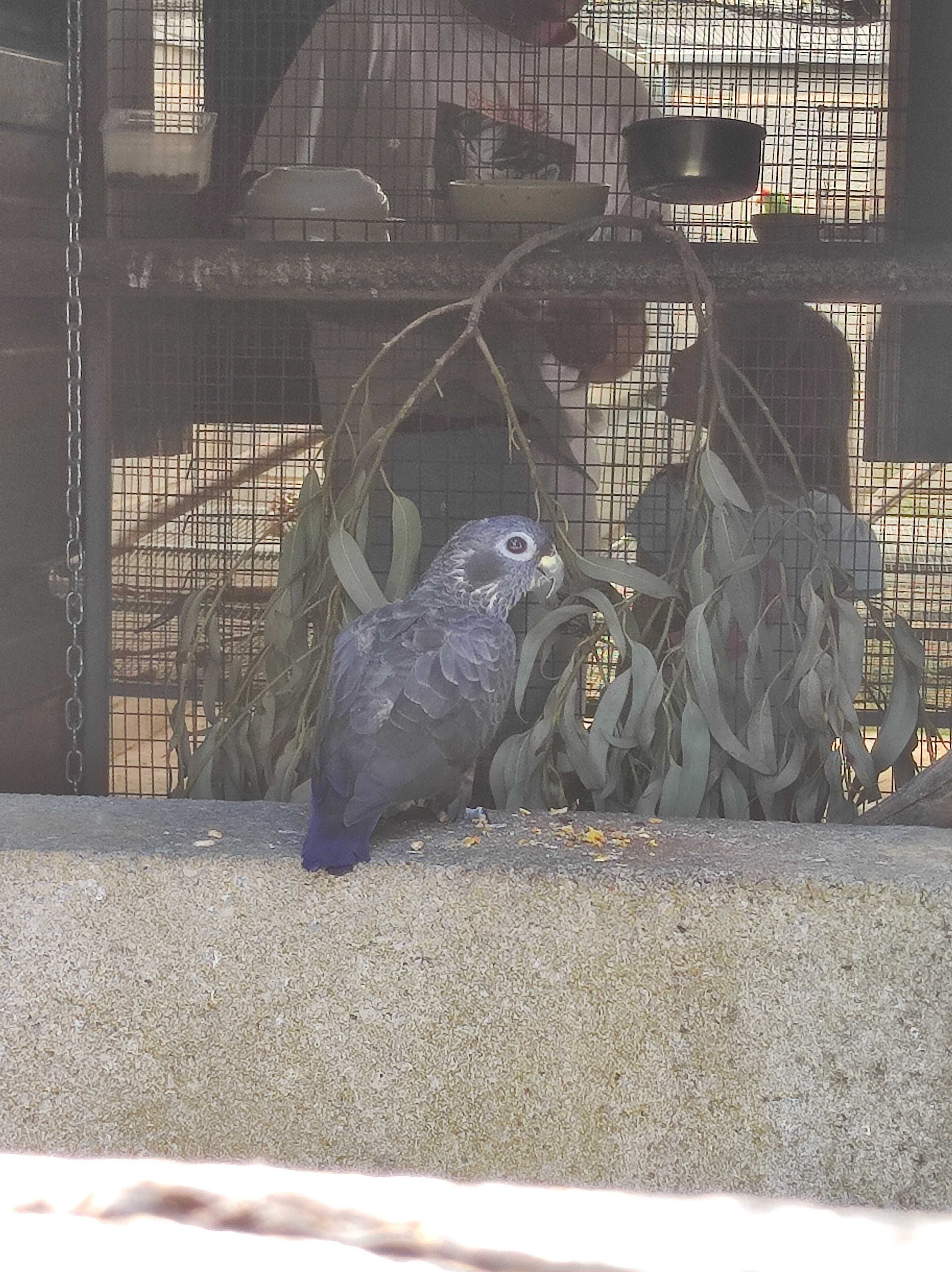 Pionus Fuscus Macho